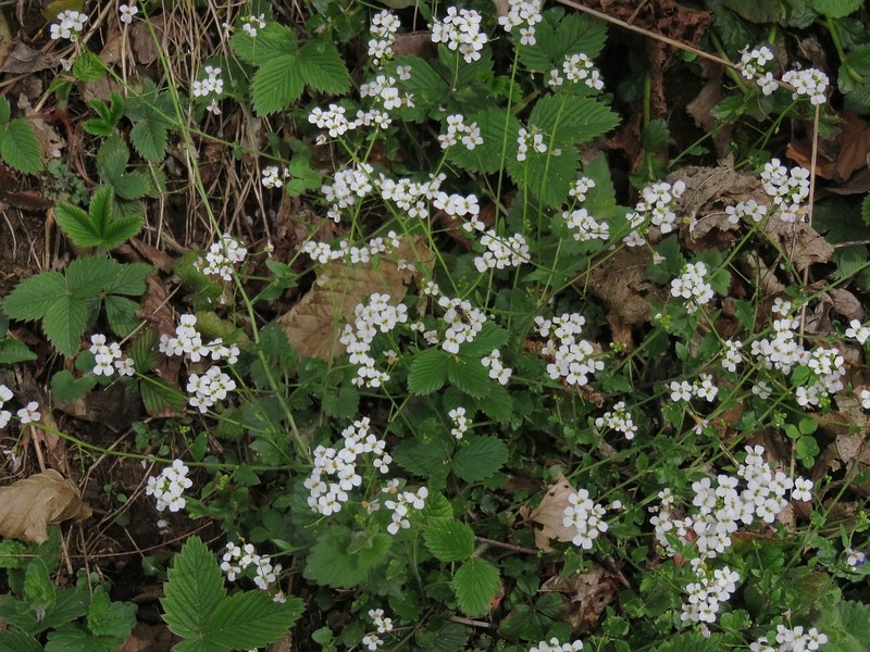 Arabidopsis halleri subsp. halleri photo 4
