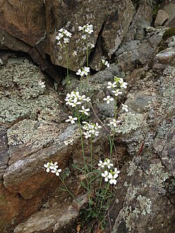 Lyrate Rockcress