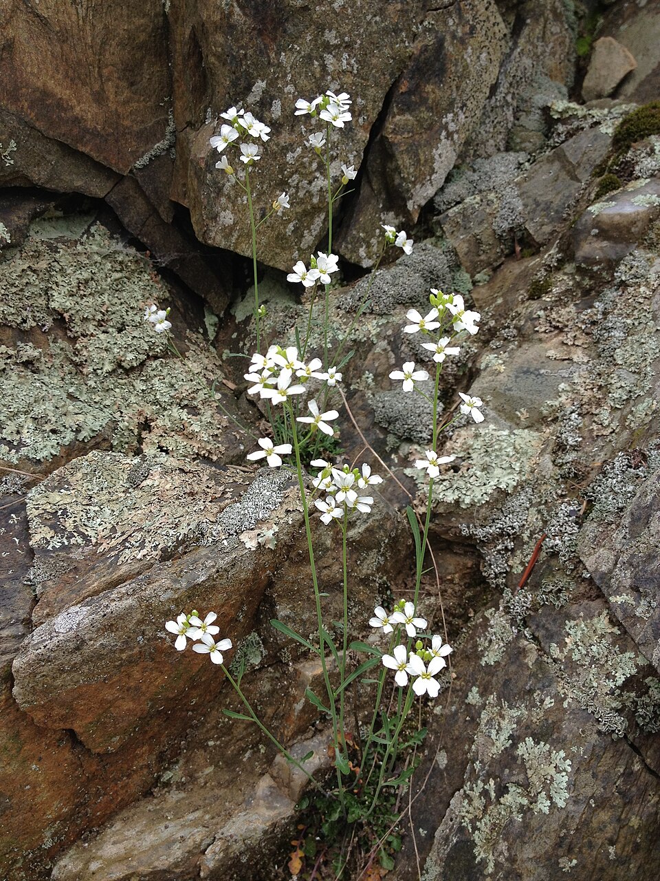 Lyrate Rockcress