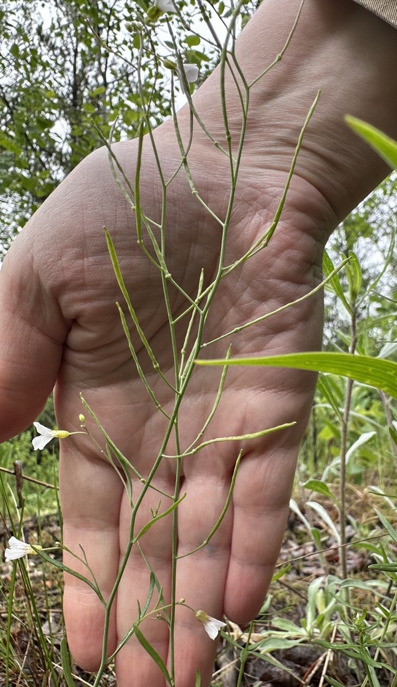 Lyrate Rockcress photo 3