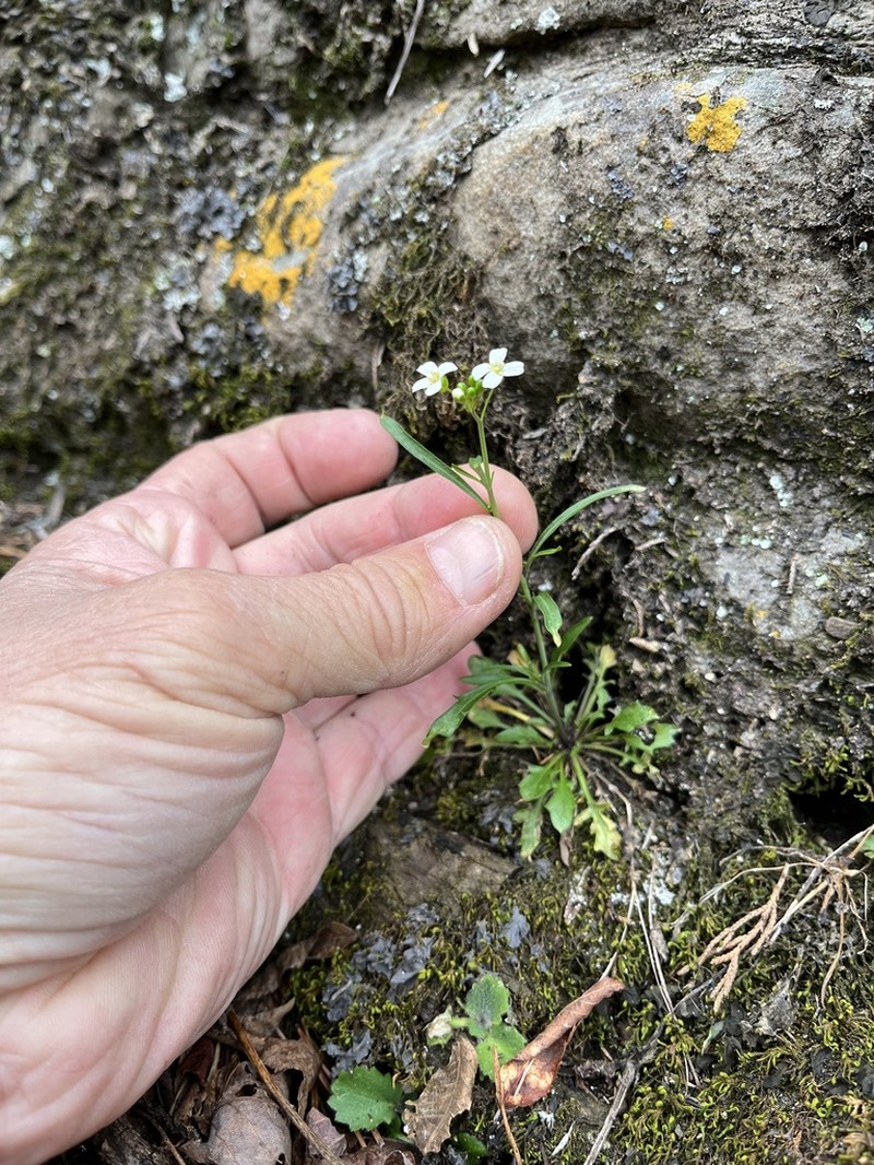 Lyrate Rockcress photo 4
