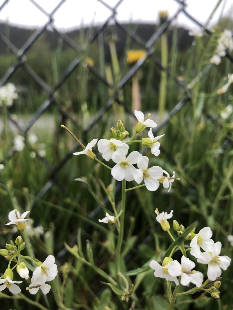 Lyrate Rockcress photo 5