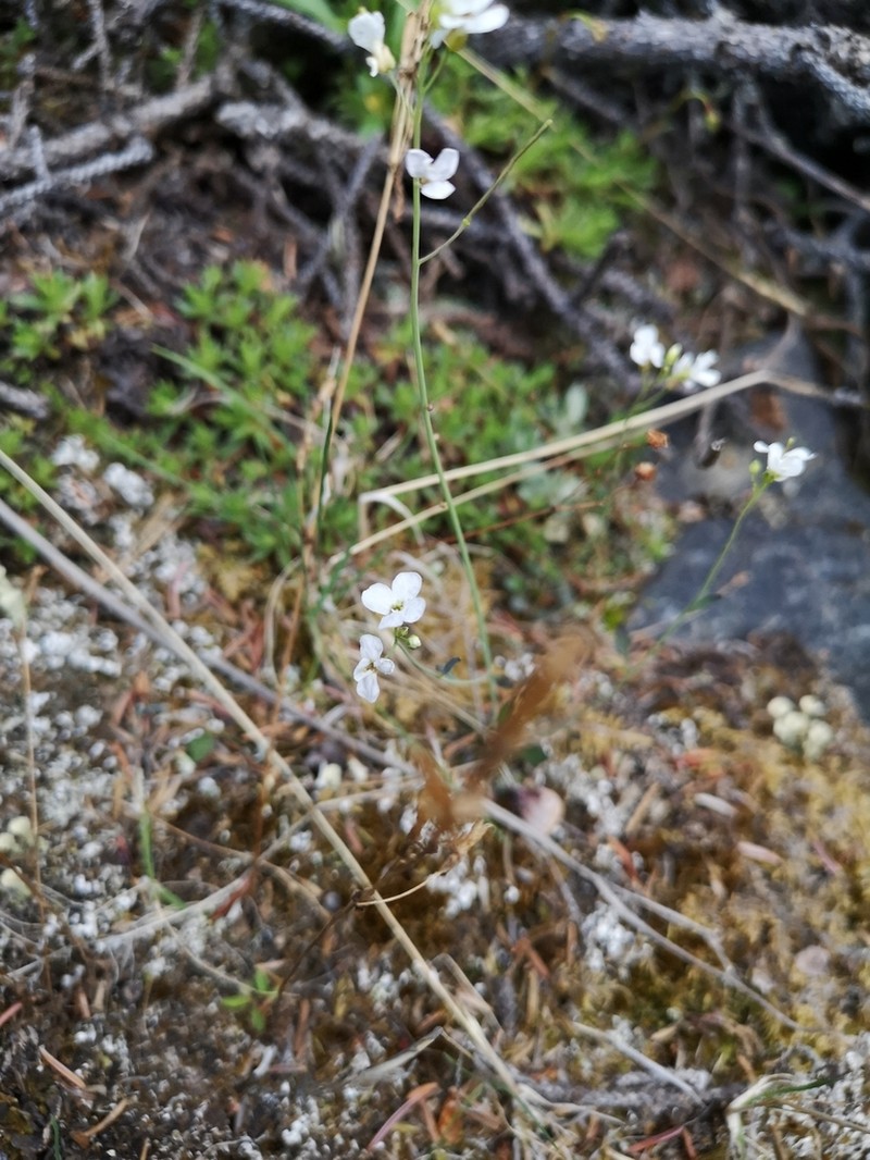 Lyrate Rockcress photo 6