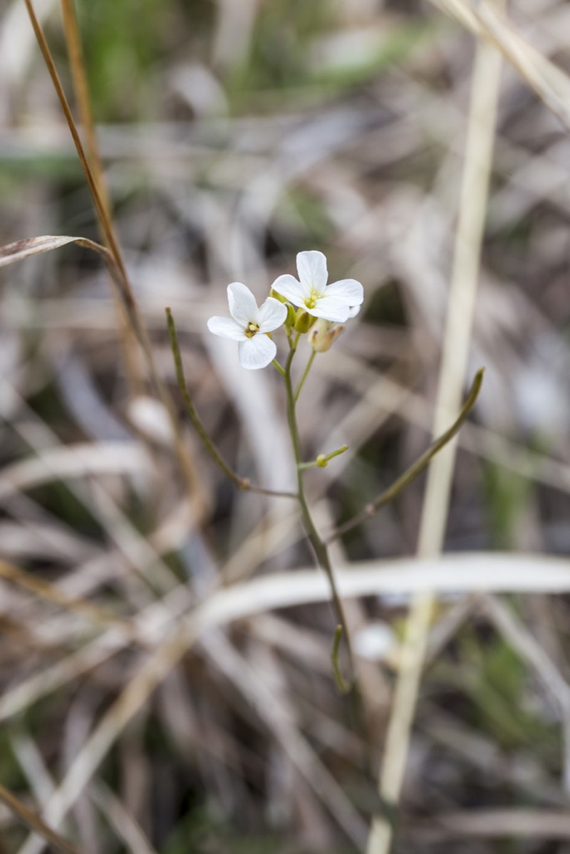 Lyrate Rockcress photo 7