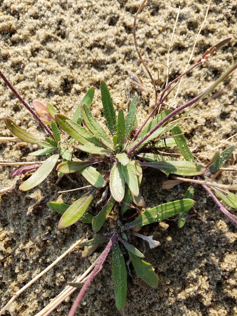 Lyrate Rockcress photo 8