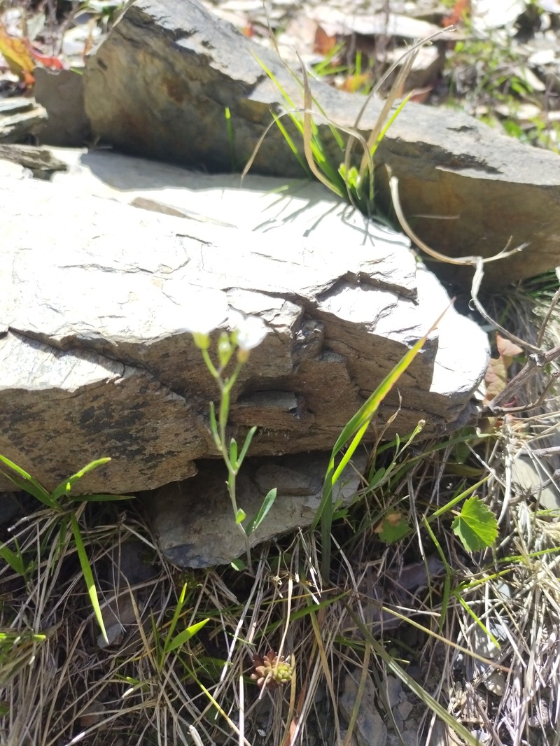 Kamchatka Rockcress