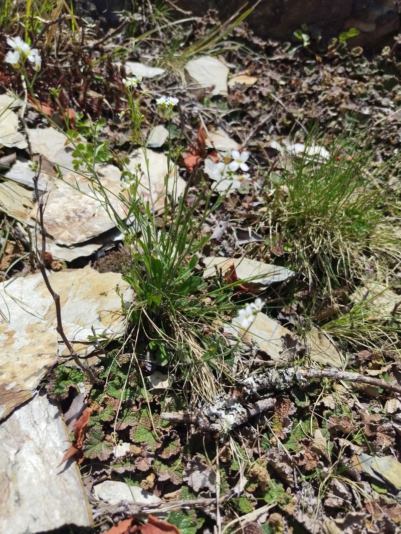 Kamchatka Rockcress photo 2