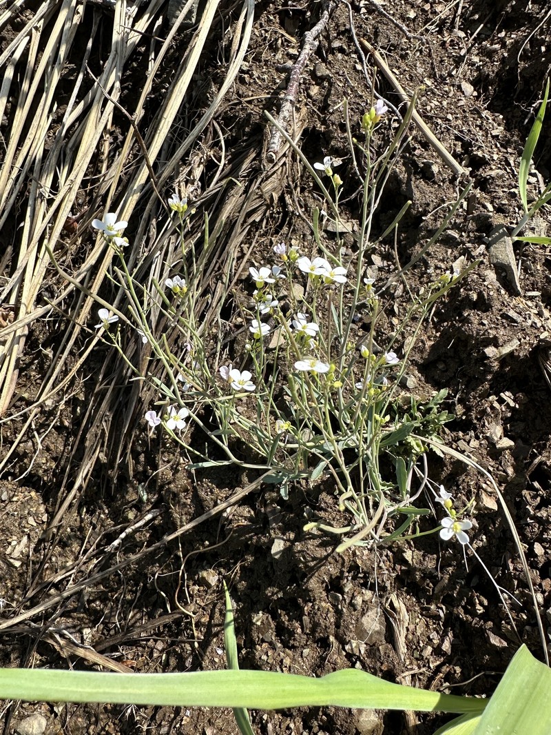 Kamchatka Rockcress photo 3