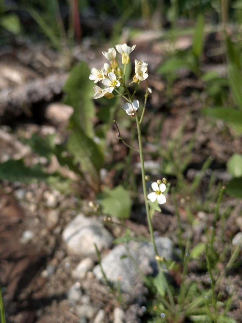 Kamchatka Rockcress photo 4