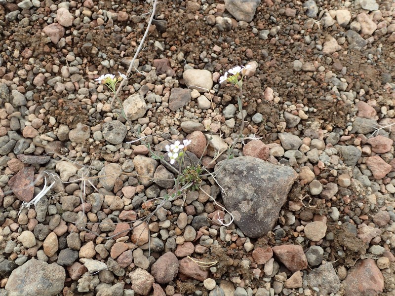 Kamchatka Rockcress photo 5