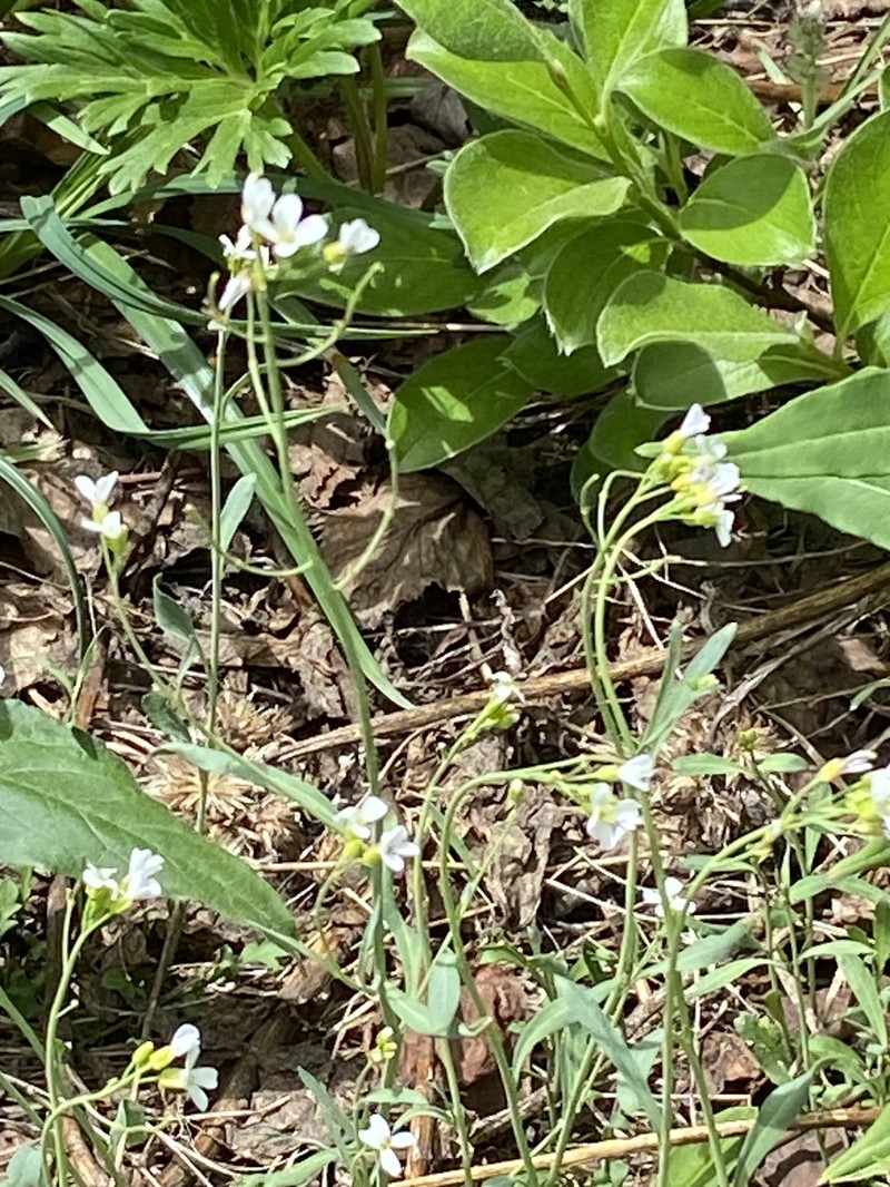 Kamchatka Rockcress photo 6