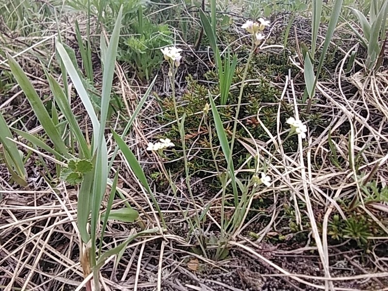 Kamchatka Rockcress photo 7