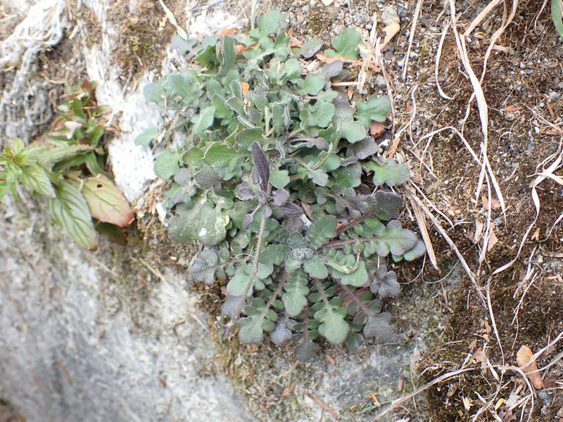 Kamchatka Rockcress photo 8
