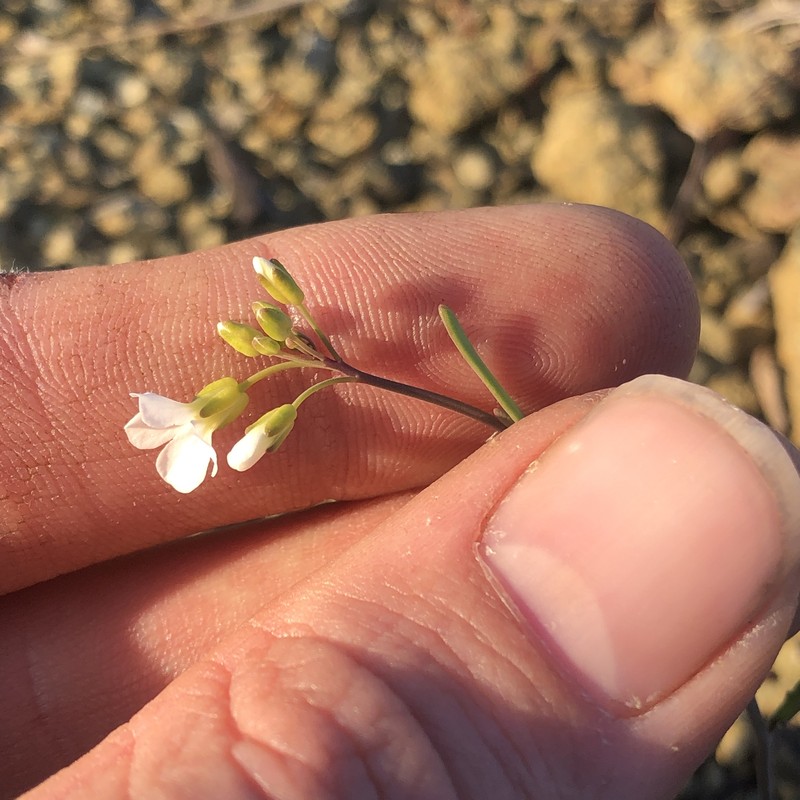 Arabidopsis lyrata subsp. lyrata