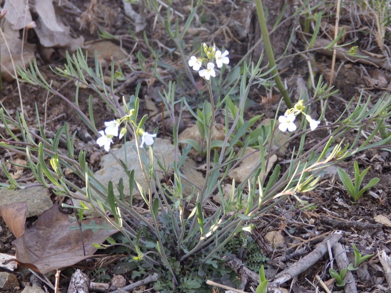 Arabidopsis lyrata subsp. lyrata photo 2