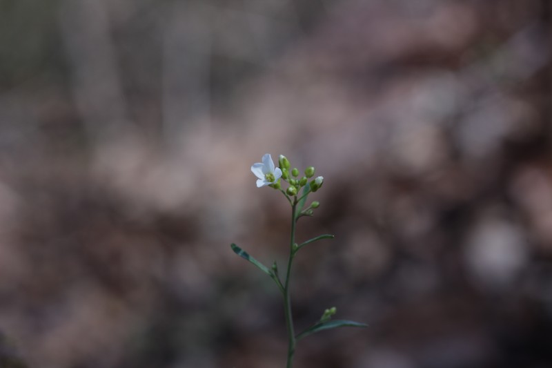 Arabidopsis lyrata subsp. lyrata photo 3