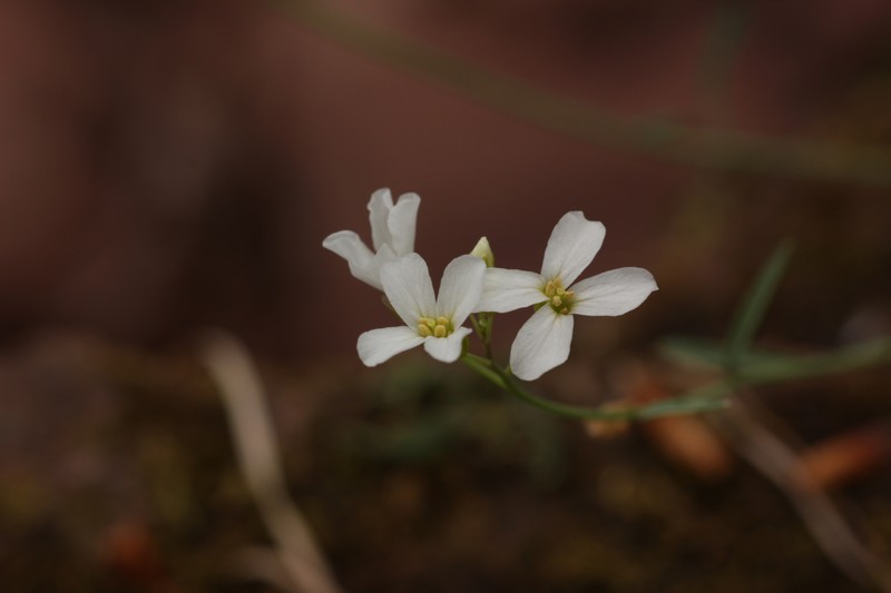 Arabidopsis lyrata subsp. lyrata photo 4