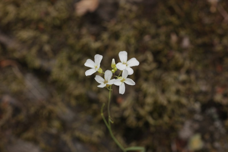 Arabidopsis lyrata subsp. lyrata photo 5