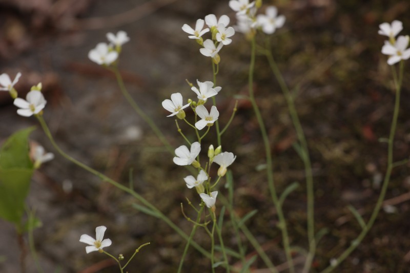 Arabidopsis lyrata subsp. lyrata photo 6