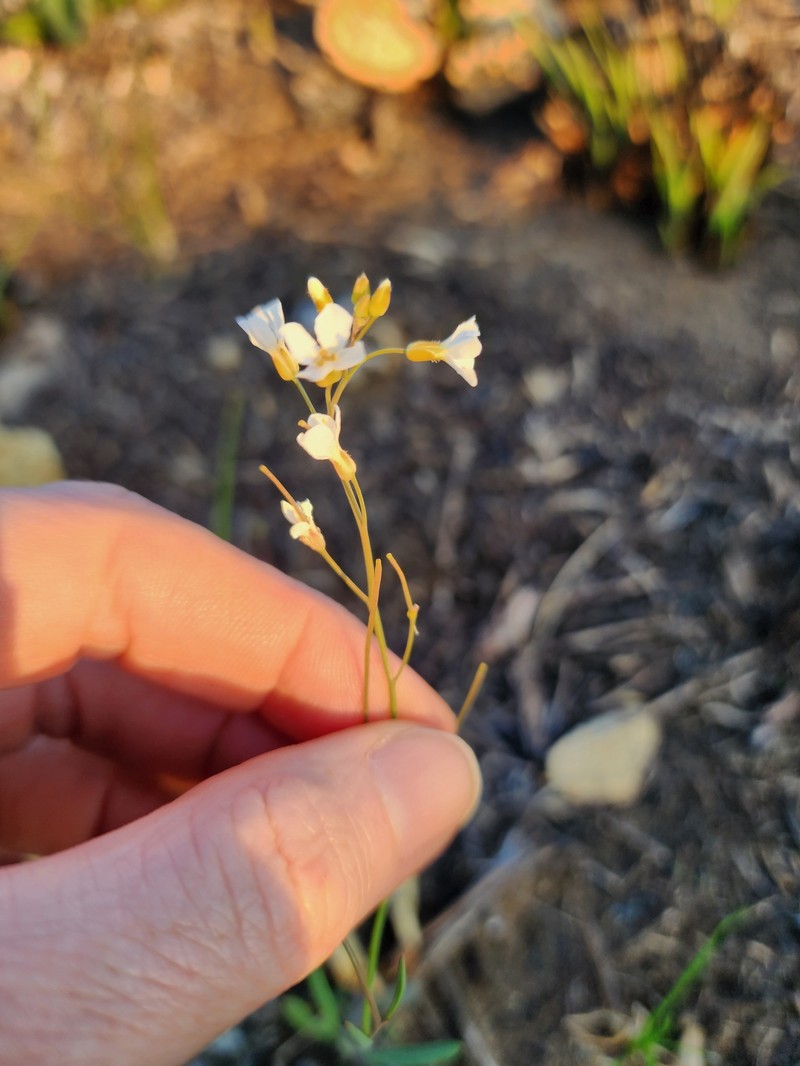 Arabidopsis lyrata subsp. lyrata photo 7