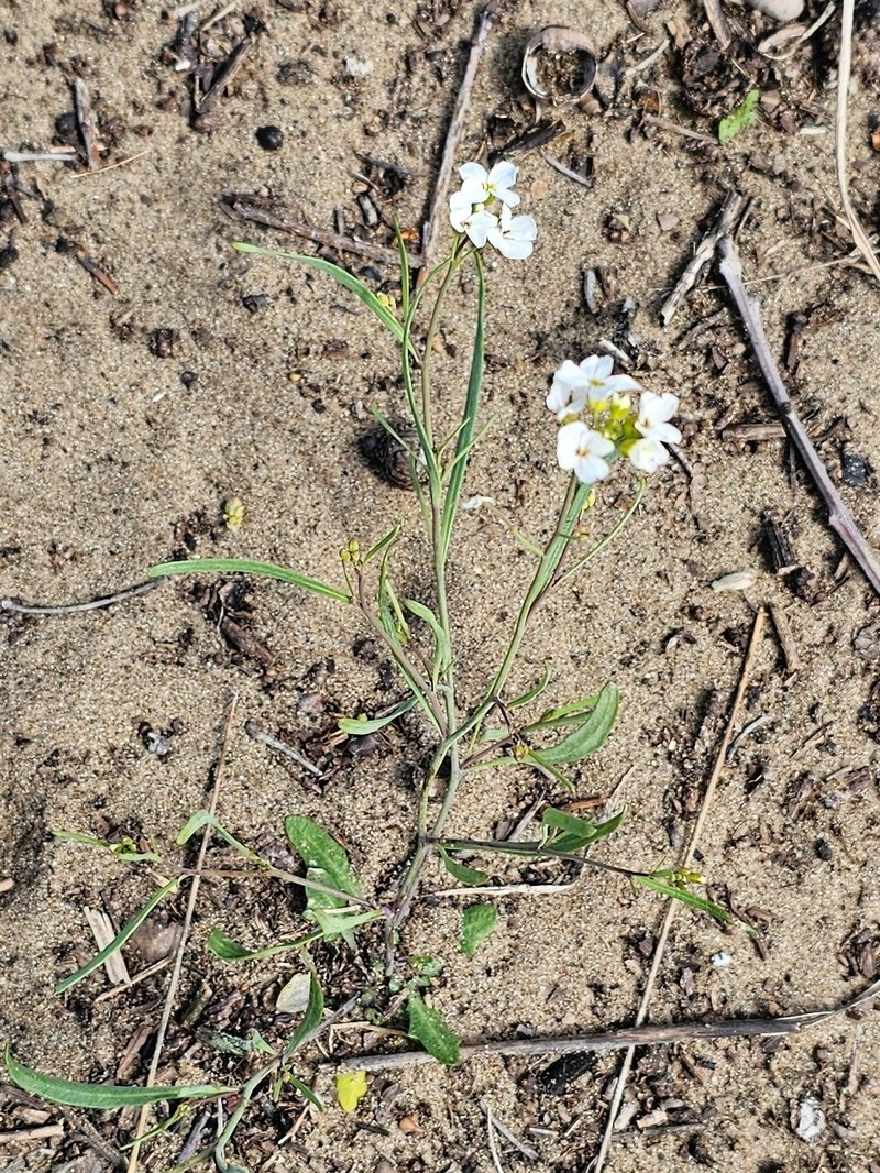 Arabidopsis lyrata subsp. lyrata photo 8