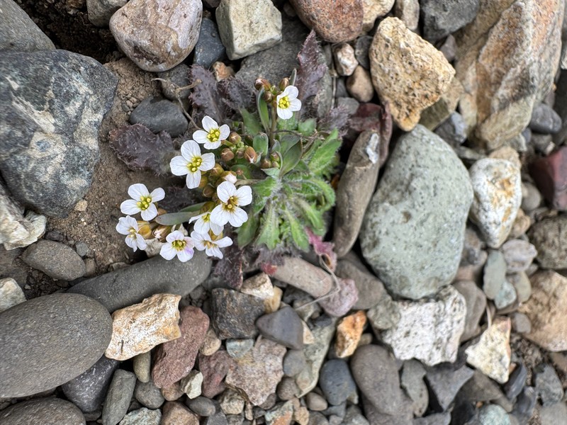 Sand-Dune Rockcress photo 4