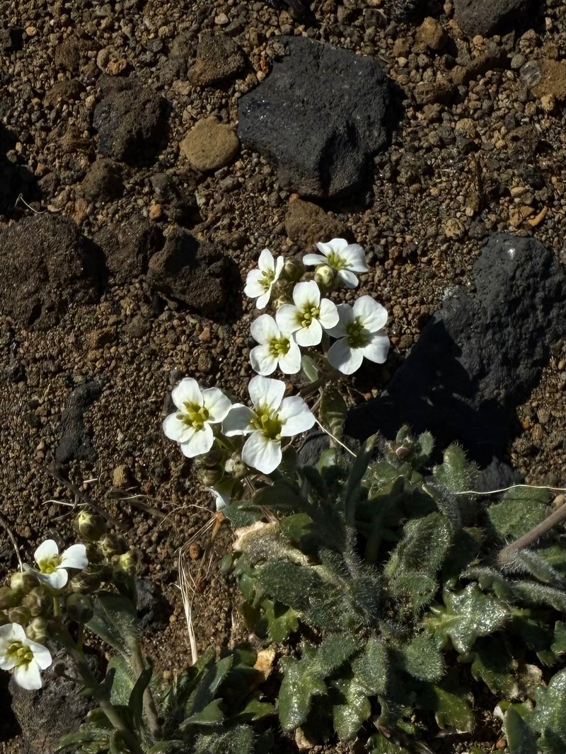 Sand-Dune Rockcress photo 6