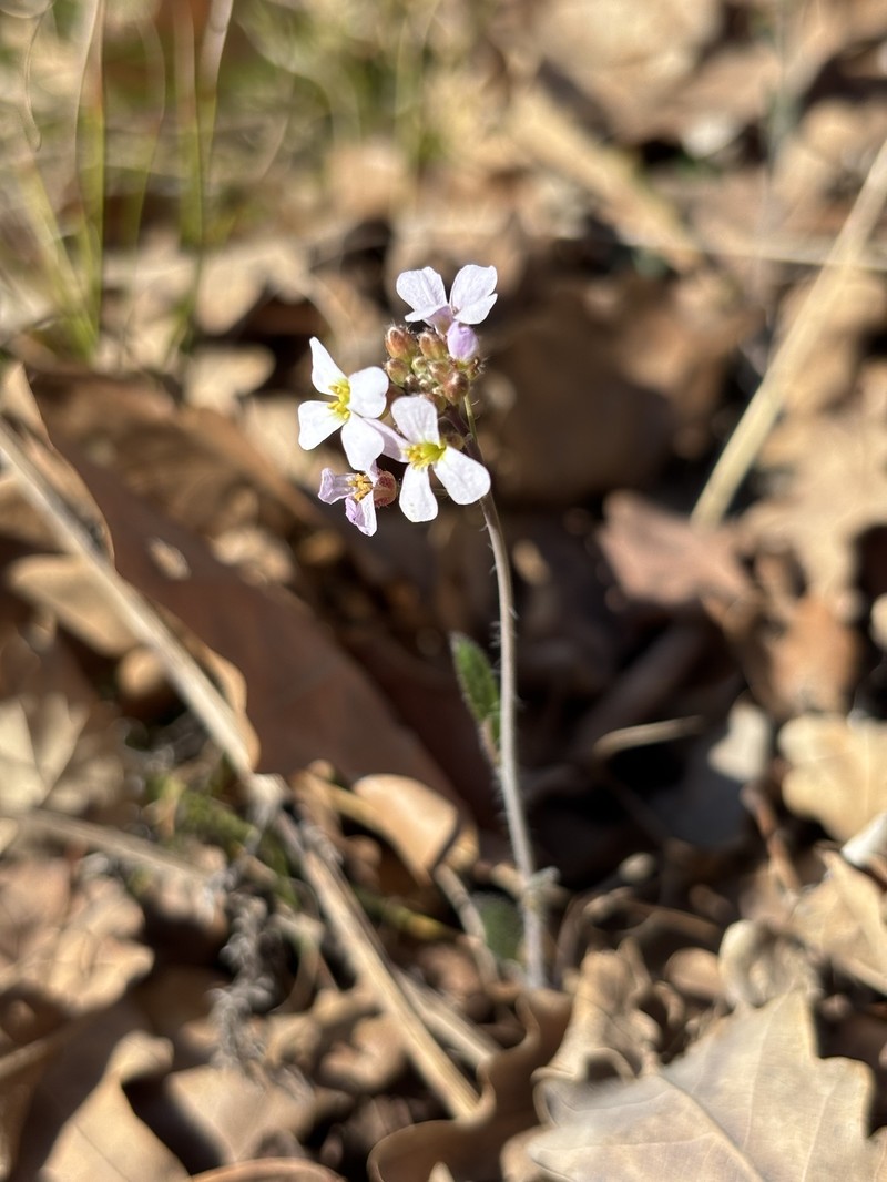 Rockcress