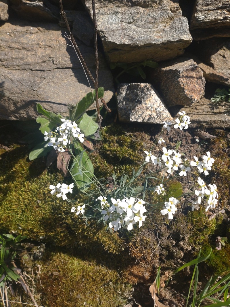 Rockcress photo 2