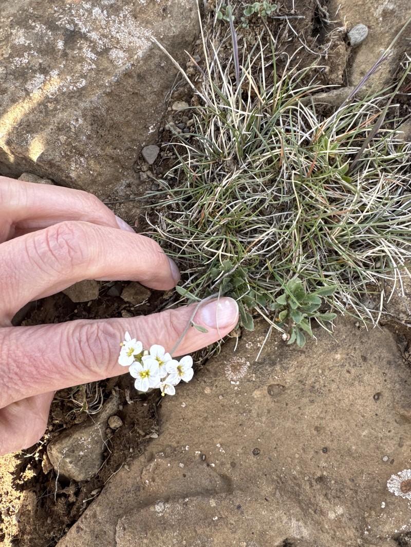 Rockcress photo 3