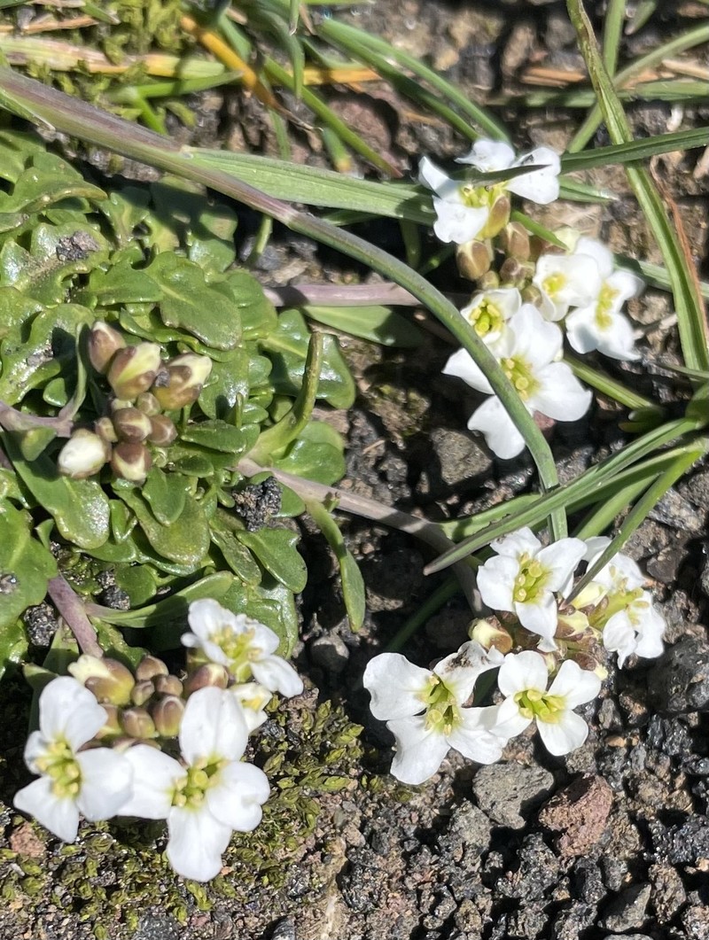Rockcress photo 5