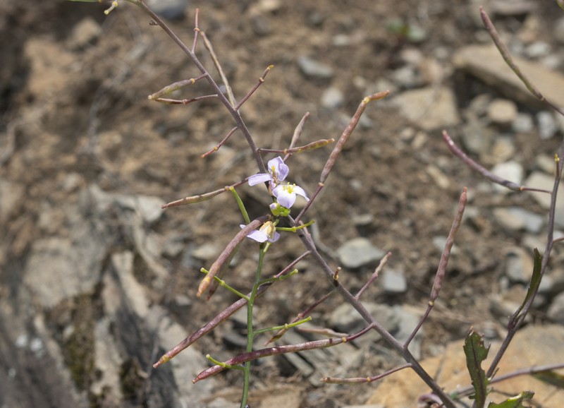 Arabidopsis neglecta photo 2
