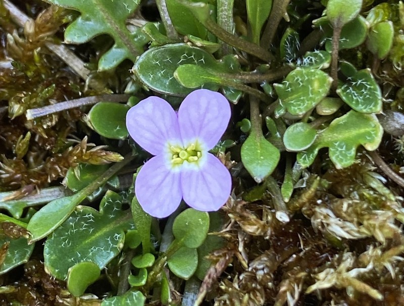 Arabidopsis neglecta photo 3
