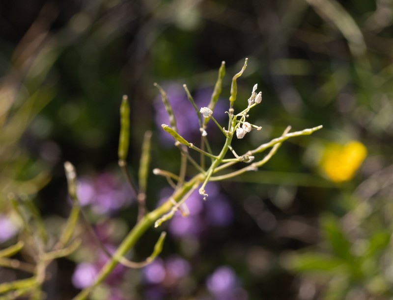 Arabidopsis neglecta photo 4