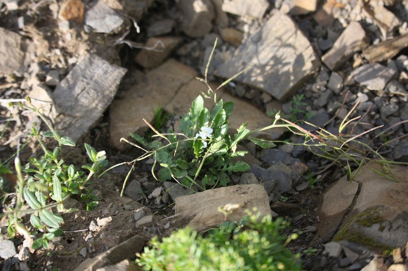 Arabidopsis neglecta photo 5