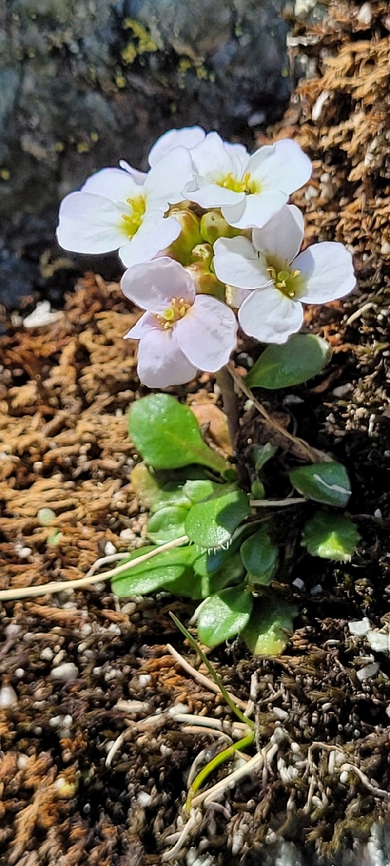 Arabidopsis neglecta photo 7