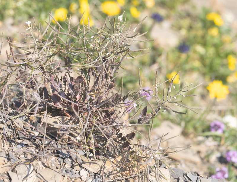 Arabidopsis neglecta photo 8