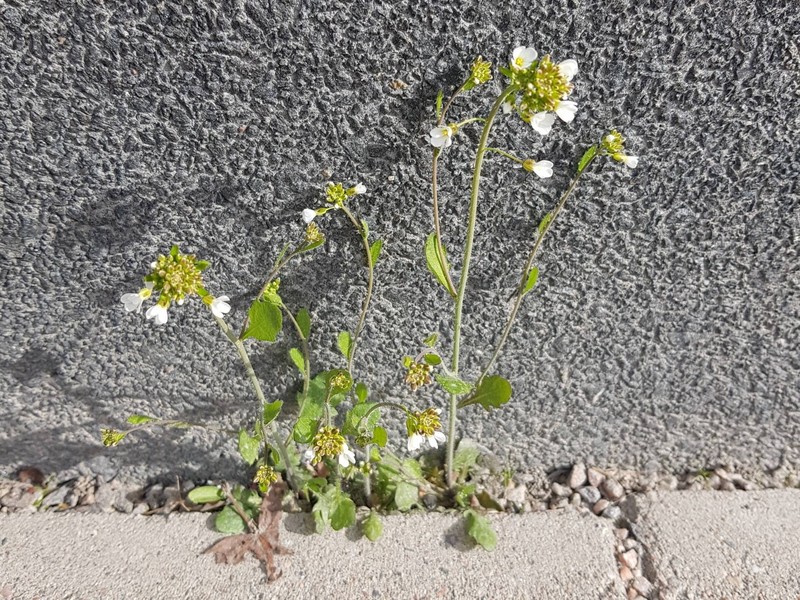 Arabidopsis suecica