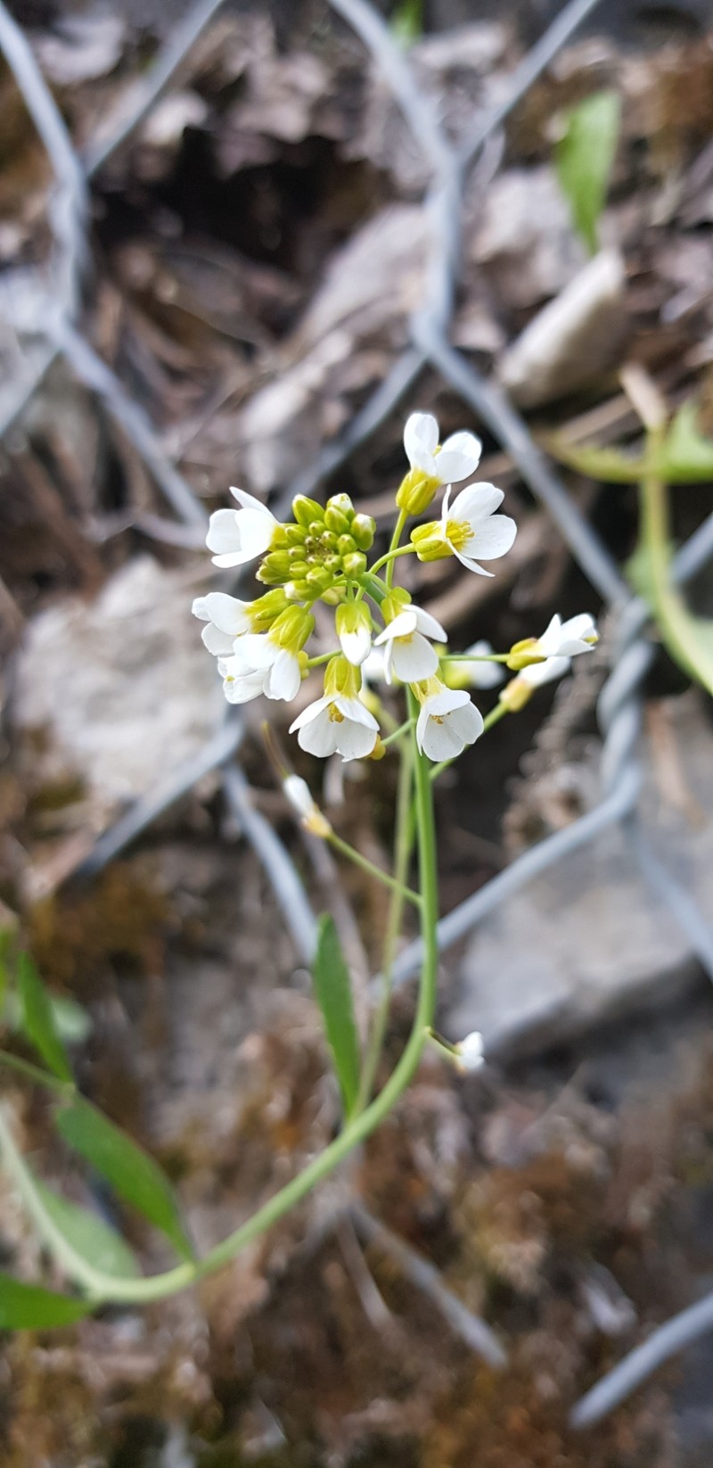 Arabidopsis suecica photo 2