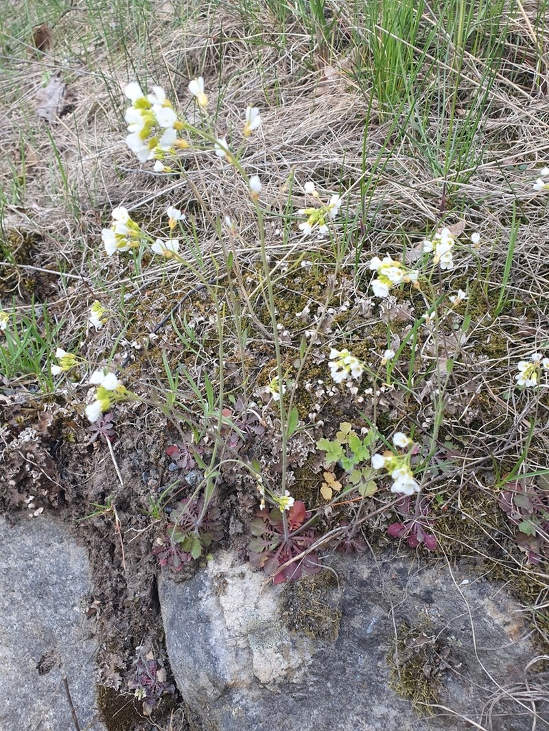 Arabidopsis suecica photo 3