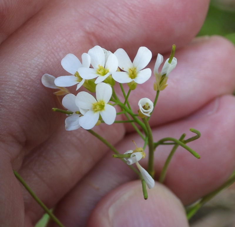 Arabidopsis suecica photo 4