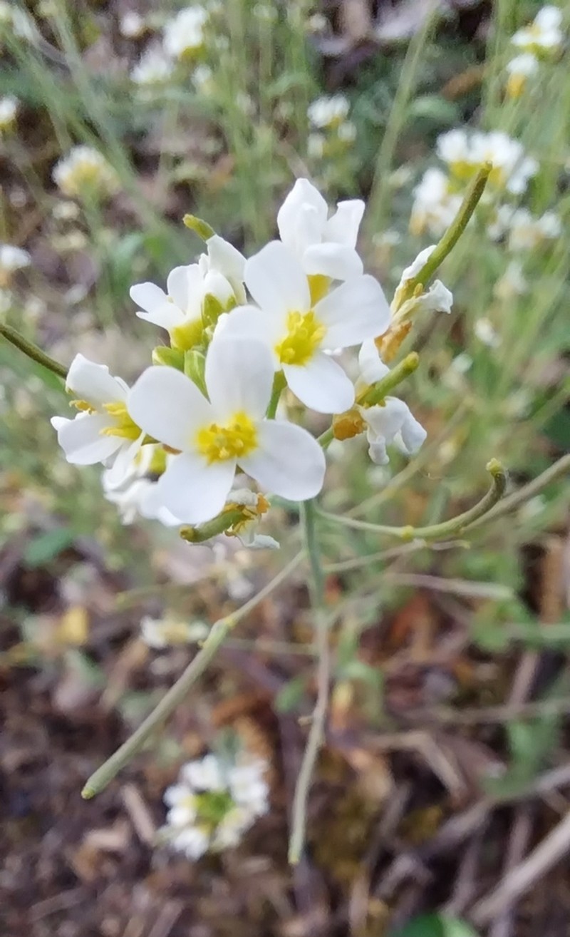 Arabidopsis suecica photo 5