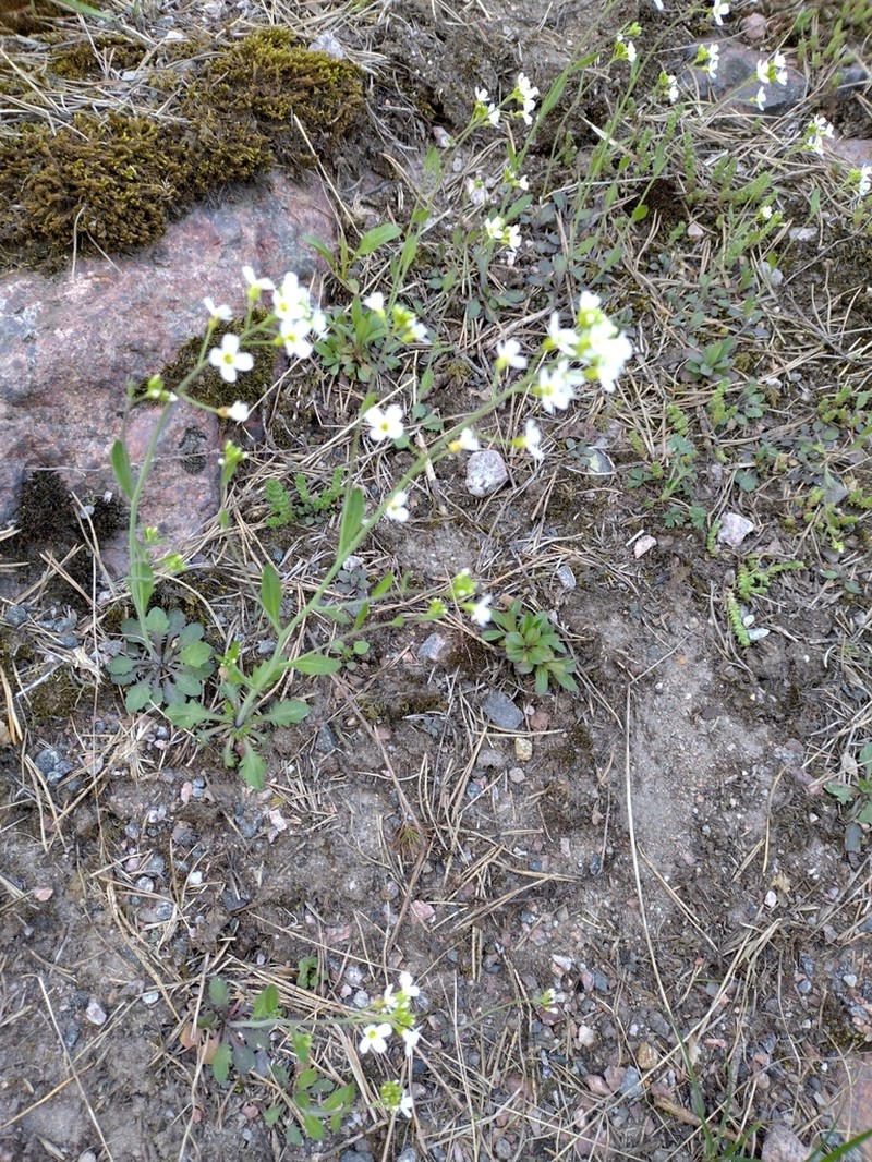 Arabidopsis suecica photo 6