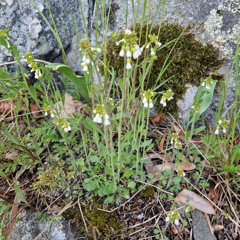 Arabidopsis suecica photo 7