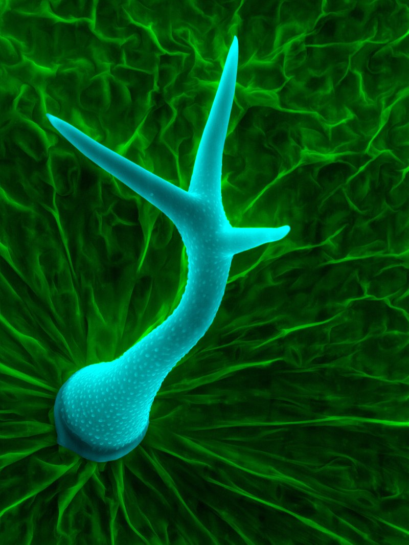 Mouseear Cress photo 2