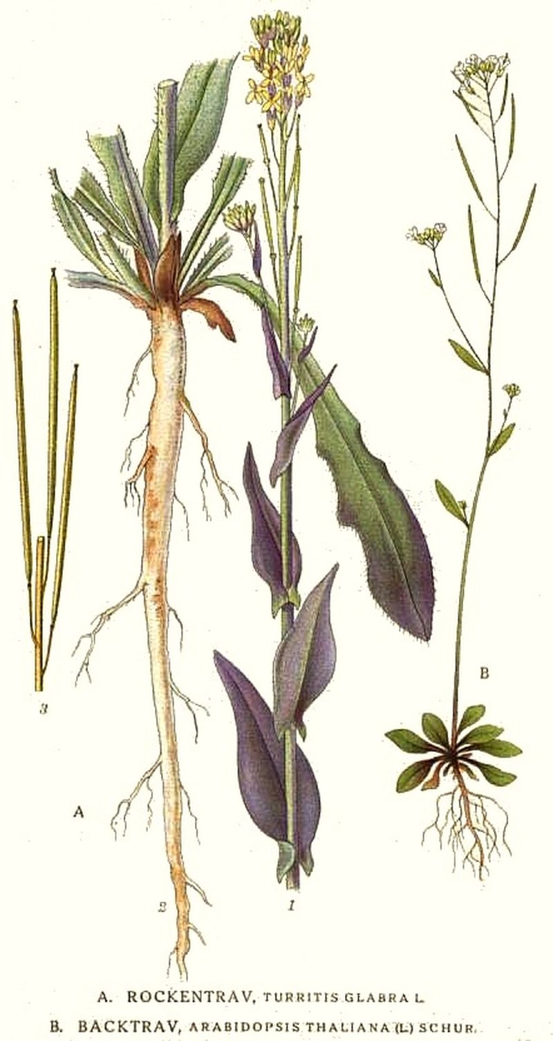 Mouseear Cress photo 3