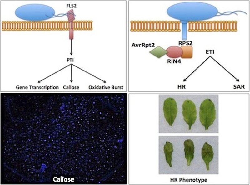 Mouseear Cress photo 4