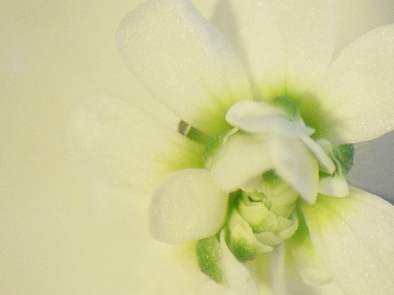 Mouseear Cress photo 5