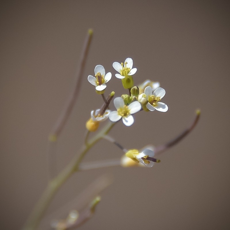 Mouseear Cress photo 7