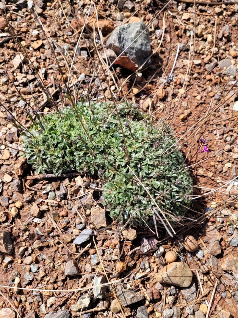 Waldo Rockcress photo 2